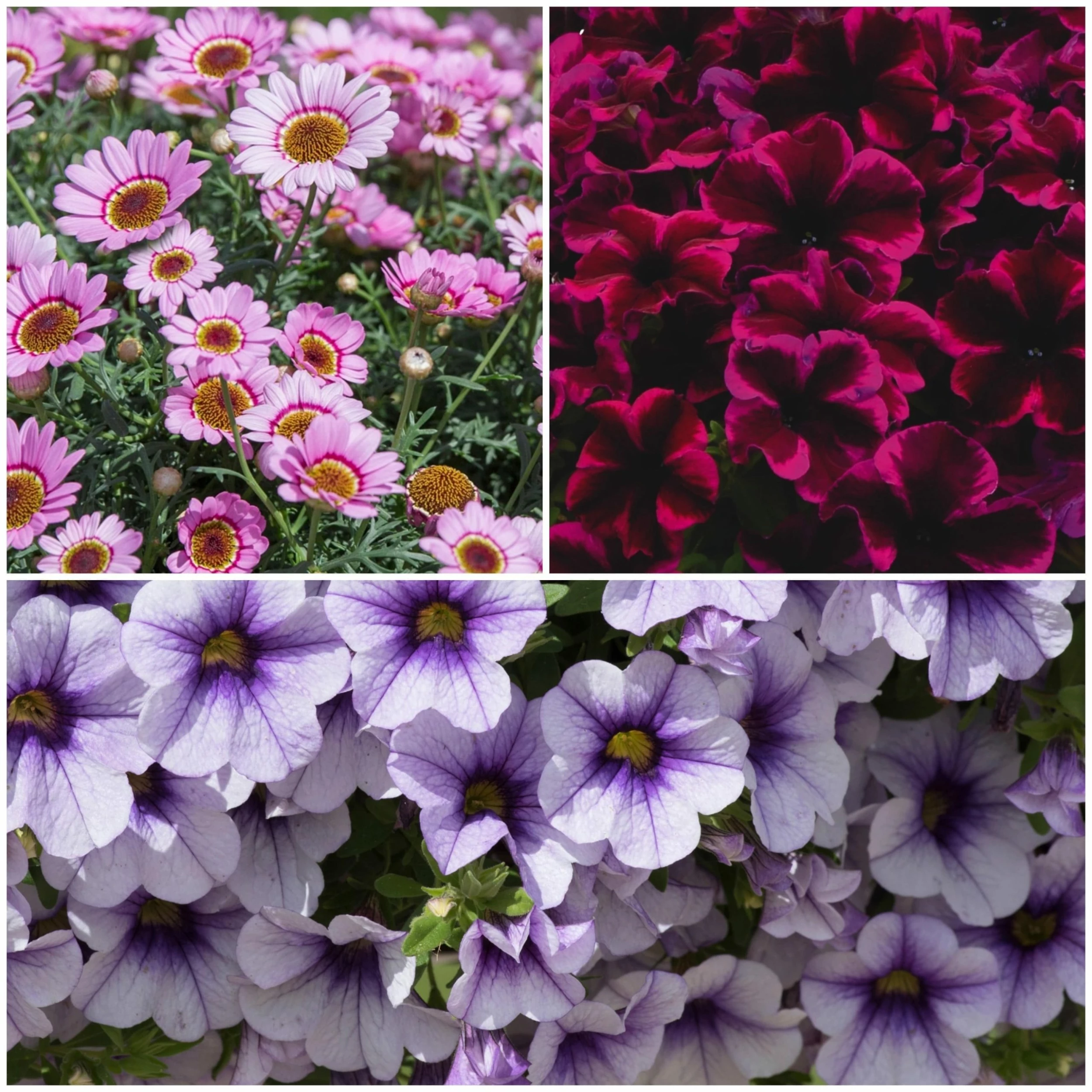 Roots Plants 12 Long Flowering Annuals For Pots | The Endless Summer Collection | Argyranthemum, Calibrachoa & Petunias All Annual Bedding 3 Roots Plants 12 Long Flowering Annuals For Pots | The Endless Summer Collection | Argyranthemum, Calibrachoa & Petunias All Annual Bedding