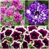 Roots Plants 12 Trailing Annuals | The Best Petunias For Hanging Baskets All Annual Bedding