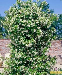 Roots Plants Chinese Jasmine | Trachelospermum 'Asiaticum' | On A 90cm Cane In A 3L Pot