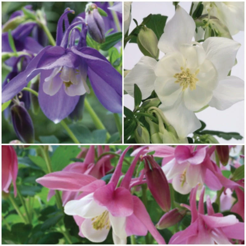 Roots Plants 6 Aquilegia Spring Magic Collection 10.5cm Perennials 3 Roots Plants 6 Aquilegia Spring Magic Collection 10.5cm Perennials