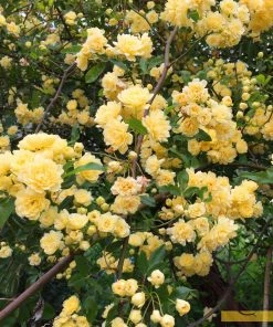 Roots Plants Rosa Banksiae 'Lutea' | Rambling Rose | On A 90cm Cane In A 3L Pot