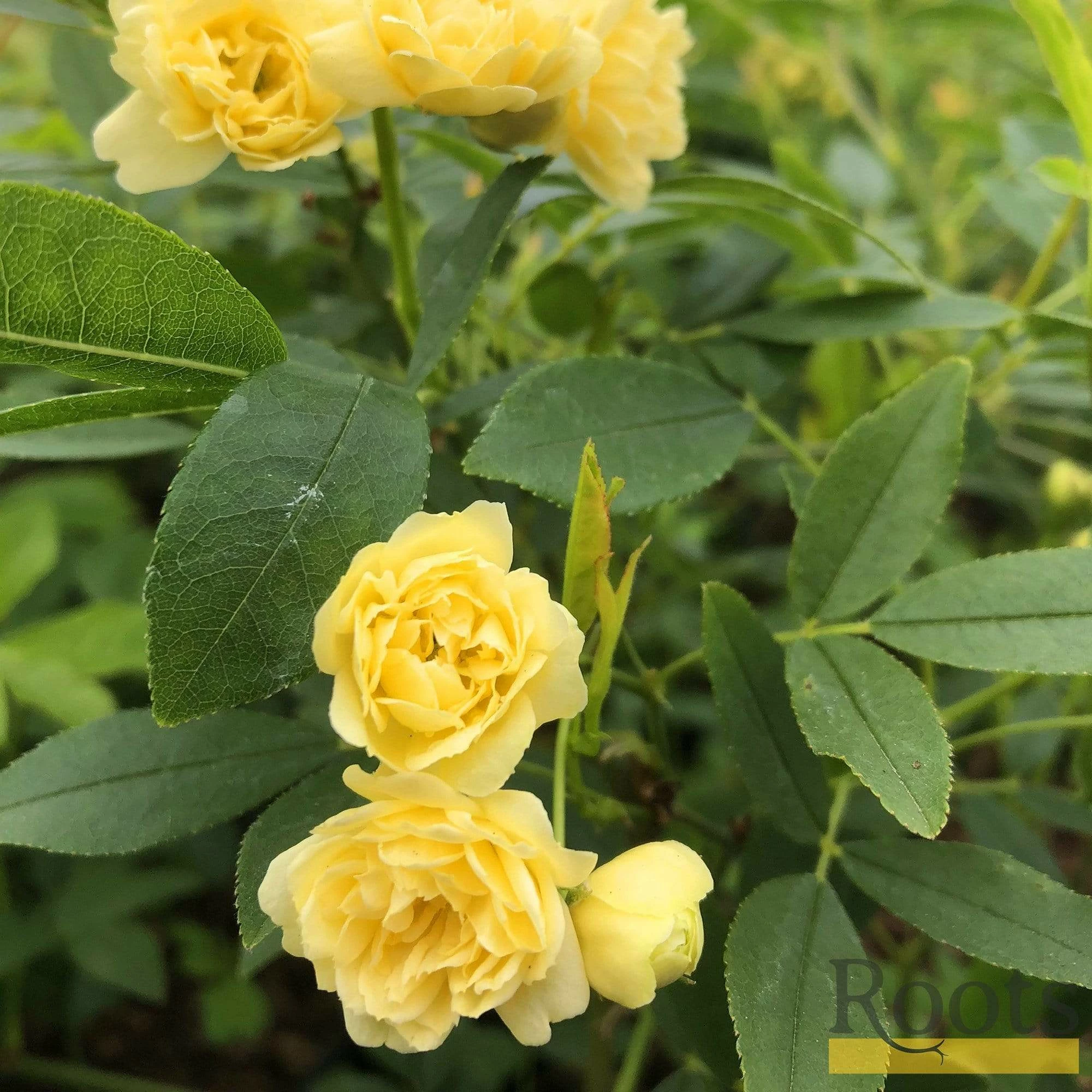 Roots Plants Rosa Banksiae 'Lutea' | Rambling Rose | On A 90cm Cane In A 3L Pot 6 Roots Plants Rosa Banksiae 'Lutea' | Rambling Rose | On A 90cm Cane In A 3L Pot