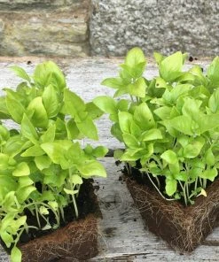 Roots Plants 3 Organic Greek Basil Plants Herbs