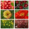 Roots Plants Perennials Red Yellow & Orange Perennial Plants Collection | Summer Flame Collection