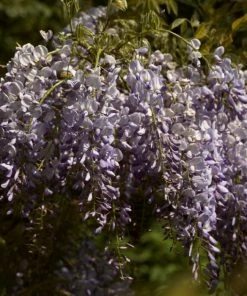 Roots Plants Wisteria Sinensis | Chinese Wisteria | On A 90cm Cane In A 3L Pot