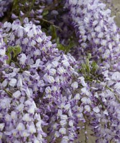 Roots Plants Wisteria Floribunda | On A 90cm Cane In A 3L Pot