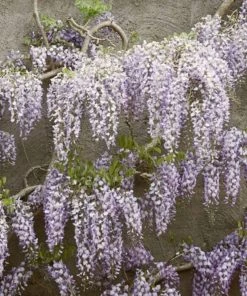 Roots Plants Wisteria Floribunda | On A 90cm Cane In A 3L Pot