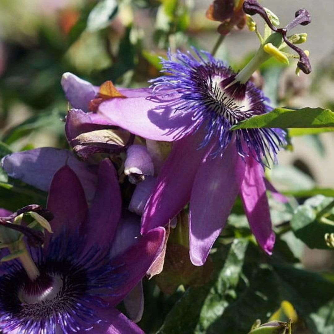 Roots Plants Passiflora 'Lavender Lady' | Passion Flower | On A 90cm Cane In A 3L Pot Other Climbing Plants 3 Roots Plants Passiflora 'Lavender Lady' | Passion Flower | On A 90cm Cane In A 3L Pot Other Climbing Plants