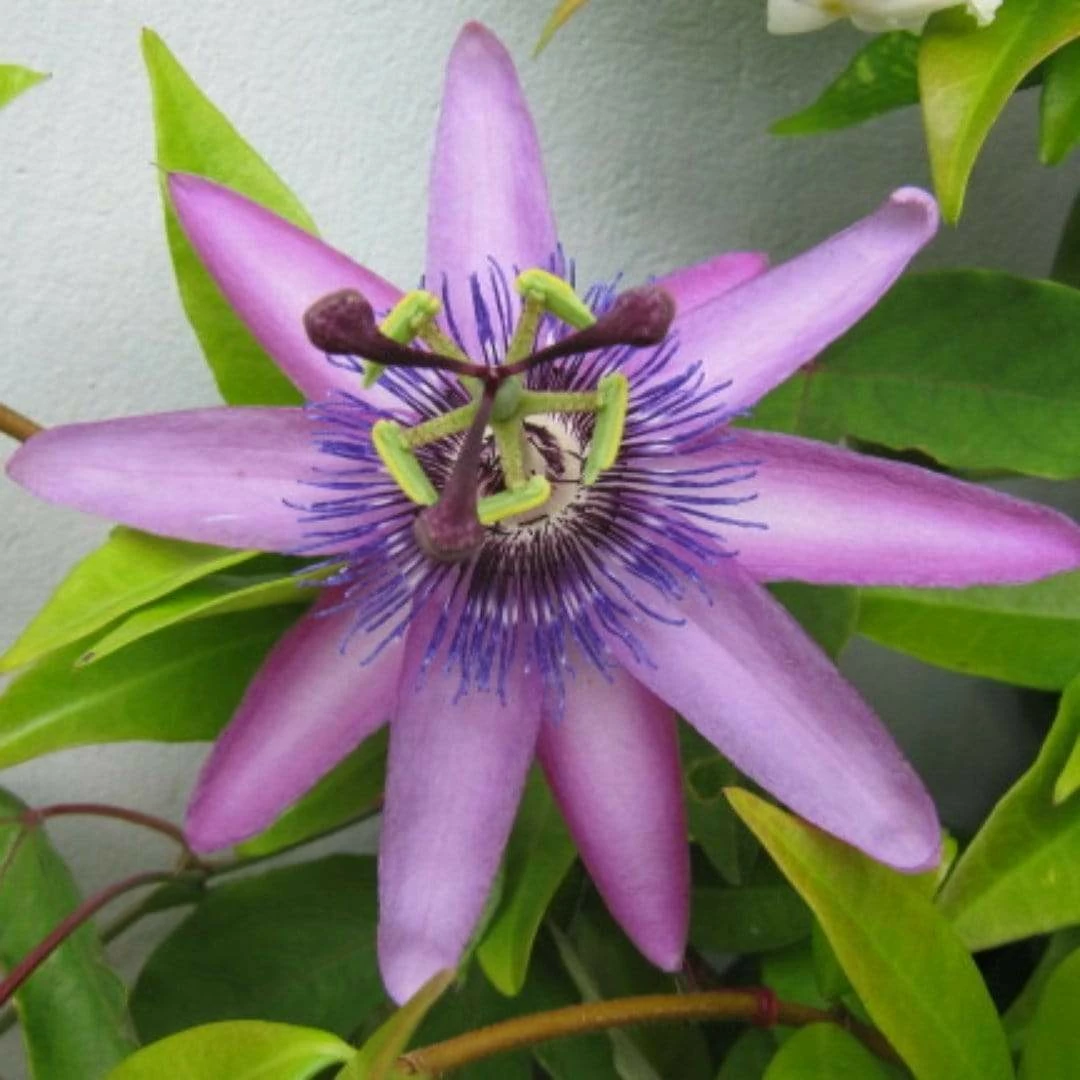 Roots Plants Passiflora 'Lavender Lady' | Passion Flower | On A 90cm Cane In A 3L Pot Other Climbing Plants 4 Roots Plants Passiflora 'Lavender Lady' | Passion Flower | On A 90cm Cane In A 3L Pot Other Climbing Plants