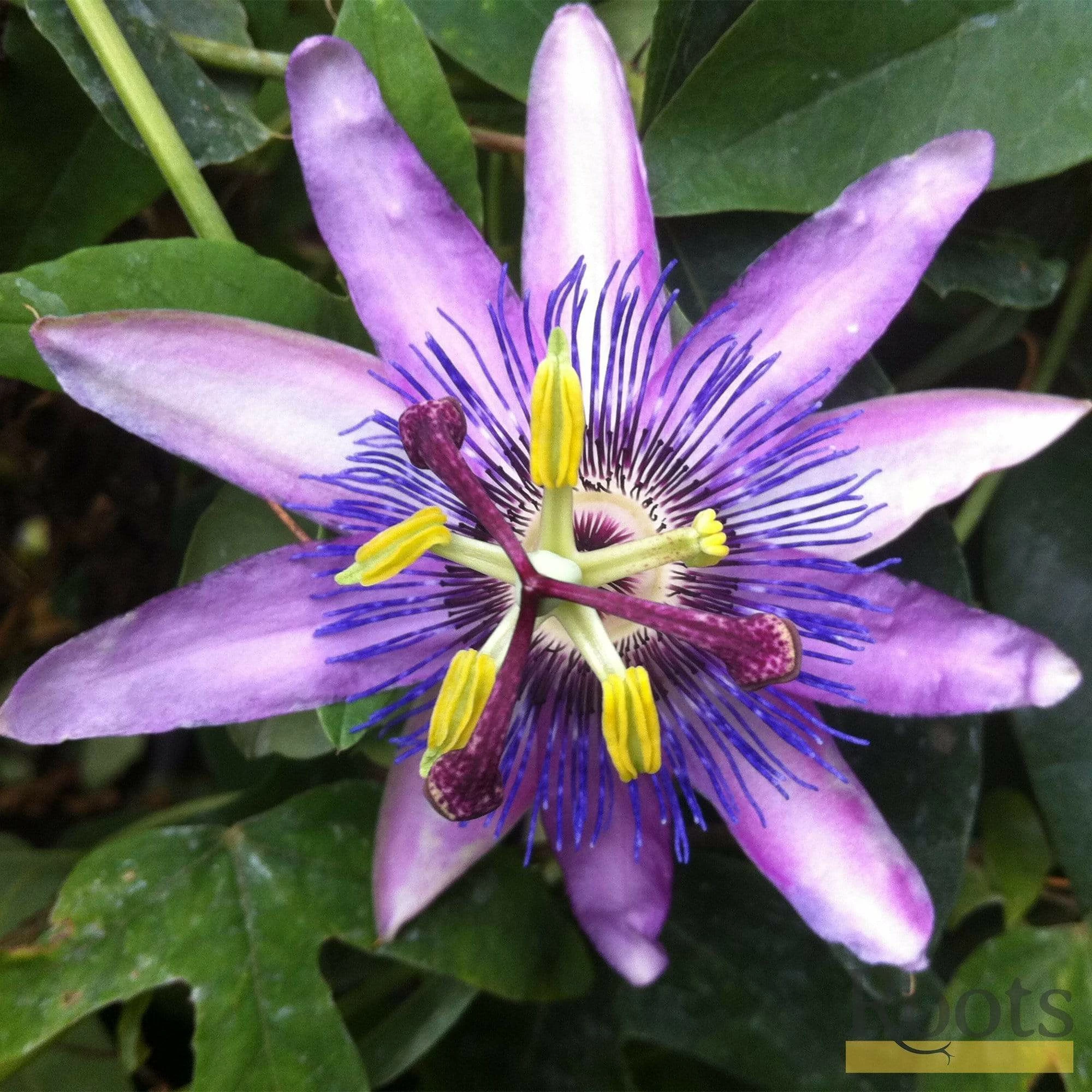 Roots Plants Passiflora 'Lavender Lady' | Passion Flower | On A 90cm Cane In A 3L Pot Other Climbing Plants 5 Roots Plants Passiflora 'Lavender Lady' | Passion Flower | On A 90cm Cane In A 3L Pot Other Climbing Plants
