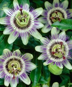 Roots Plants Passiflora 'Caerulea' | Passion Flower | On A 90cm Cane In A 3L Pot