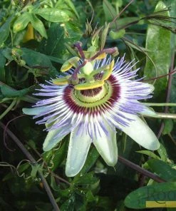 Roots Plants Passiflora 'Caerulea' | Passion Flower | On A 90cm Cane In A 3L Pot