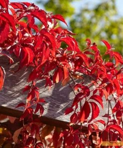 Roots Plants Virginia Creeper | Parthenocissus 'Quinquefolia' | On A 90cm Cane In A 3L Pot Other Climbing Plants