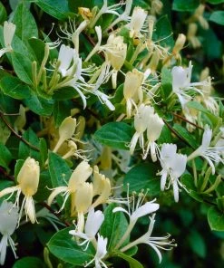 Roots Plants Honeysuckle 'Halliana' | Lonicera Japonica | On A 90cm Cane In A 3L Pot