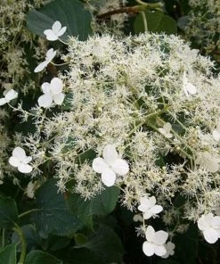 Roots Plants Hydrangea 'Petiolaris' | On A 90cm Cane In A 3L Pot