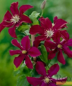 Roots Plants Clematis 'Warsaw Nike' | On A 90cm Cane In A 3L Pot