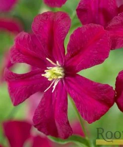 Roots Plants Clematis Viticella 'Madame Julia Corevon'| On A 90cm Cane In A 3L Pot
