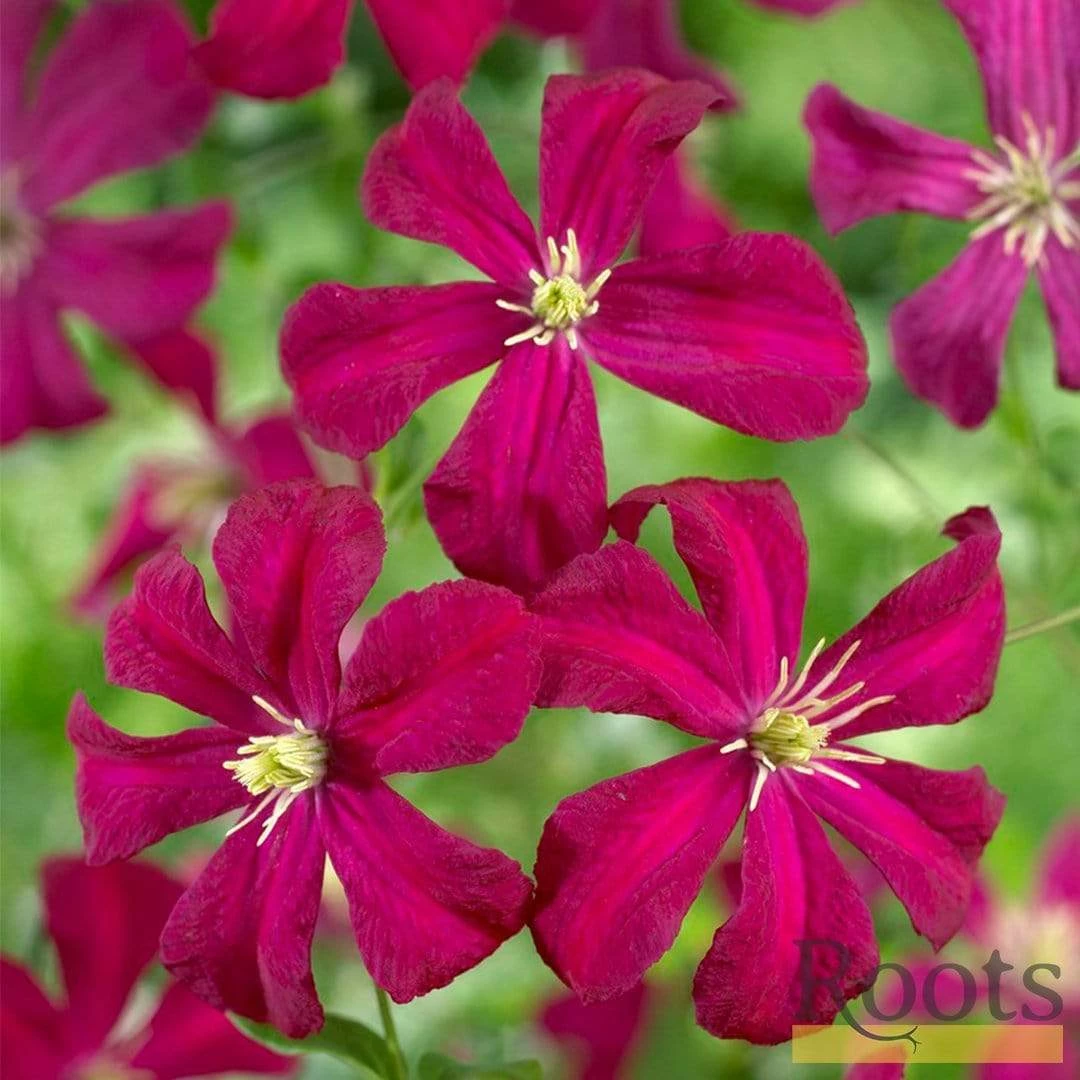 Roots Plants Clematis Viticella 'Madame Julia Corevon'| On A 90cm Cane In A 3L Pot 5 Roots Plants Clematis Viticella 'Madame Julia Corevon'| On A 90cm Cane In A 3L Pot