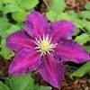 Roots Plants Clematis 'The Vagabond' | On A 90cm Cane In A 3L Pot
