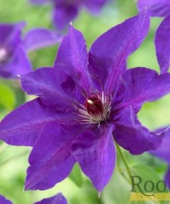 Roots Plants Clematis 'The President' | On A 90cm Cane In A 3L Pot