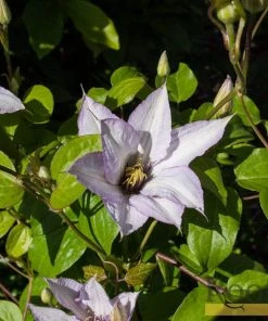 Roots Plants Clematis 'Samaritan Jo' | On A 90cm Cane In A 3L Pot