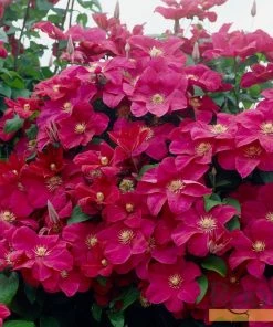 Roots Plants Clematis 'Rouge Cardinal' | On A 90cm Cane In A 3L Pot