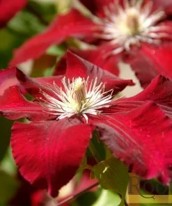 Roots Plants Clematis 'Rebecca' | On A 90cm Cane In A 3L Pot