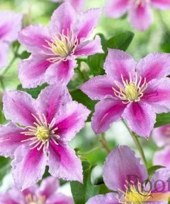 Roots Plants Clematis 'Piilu' On A 90cm Cane In A 3L Pot