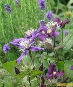 Roots Plants Clematis 'Petit Faucon' On A 90cm Cane In A 3L Pot