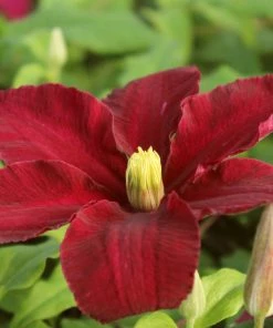Roots Plants Clematis'Niobe' | On A 90cm Cane In A 3L Pot