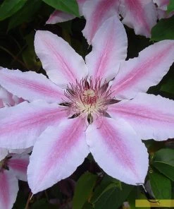 Roots Plants Clematis 'Nelly Moser' | On A 90cm Cane In A 3L Pot