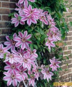 Roots Plants Clematis 'Nelly Moser' | On A 90cm Cane In A 3L Pot 12 Roots Plants Clematis 'Nelly Moser' | On A 90cm Cane In A 3L Pot