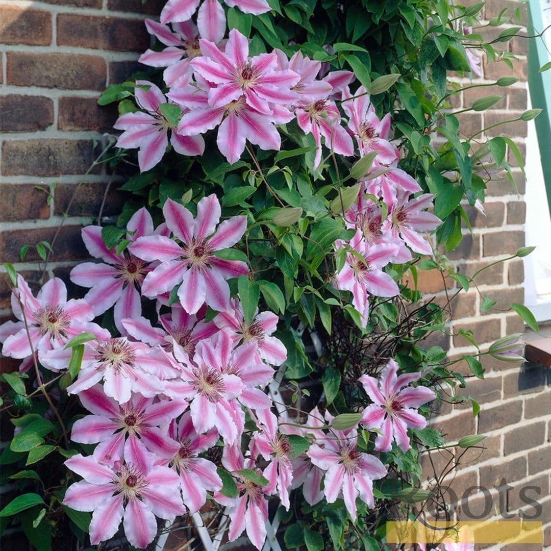 Roots Plants Clematis 'Nelly Moser' | On A 90cm Cane In A 3L Pot 6 Roots Plants Clematis 'Nelly Moser' | On A 90cm Cane In A 3L Pot
