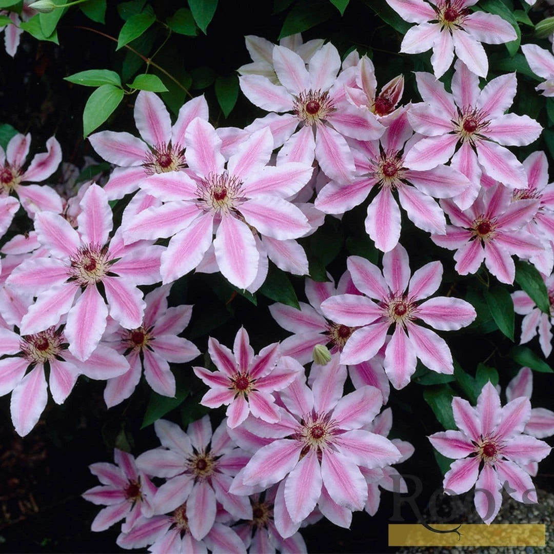 Roots Plants Clematis 'Nelly Moser' | On A 90cm Cane In A 3L Pot 7 Roots Plants Clematis 'Nelly Moser' | On A 90cm Cane In A 3L Pot