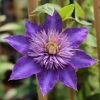 Roots Plants Clematis 'Multi-Blue' | On A 90cm Cane In A 3L Pot 2 Roots Plants Clematis 'Multi-Blue' | On A 90cm Cane In A 3L Pot