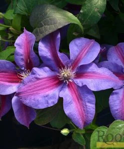 Roots Plants Clematis 'Mrs Norman Thompson' | On A 90cm Cane In A 3L Pot