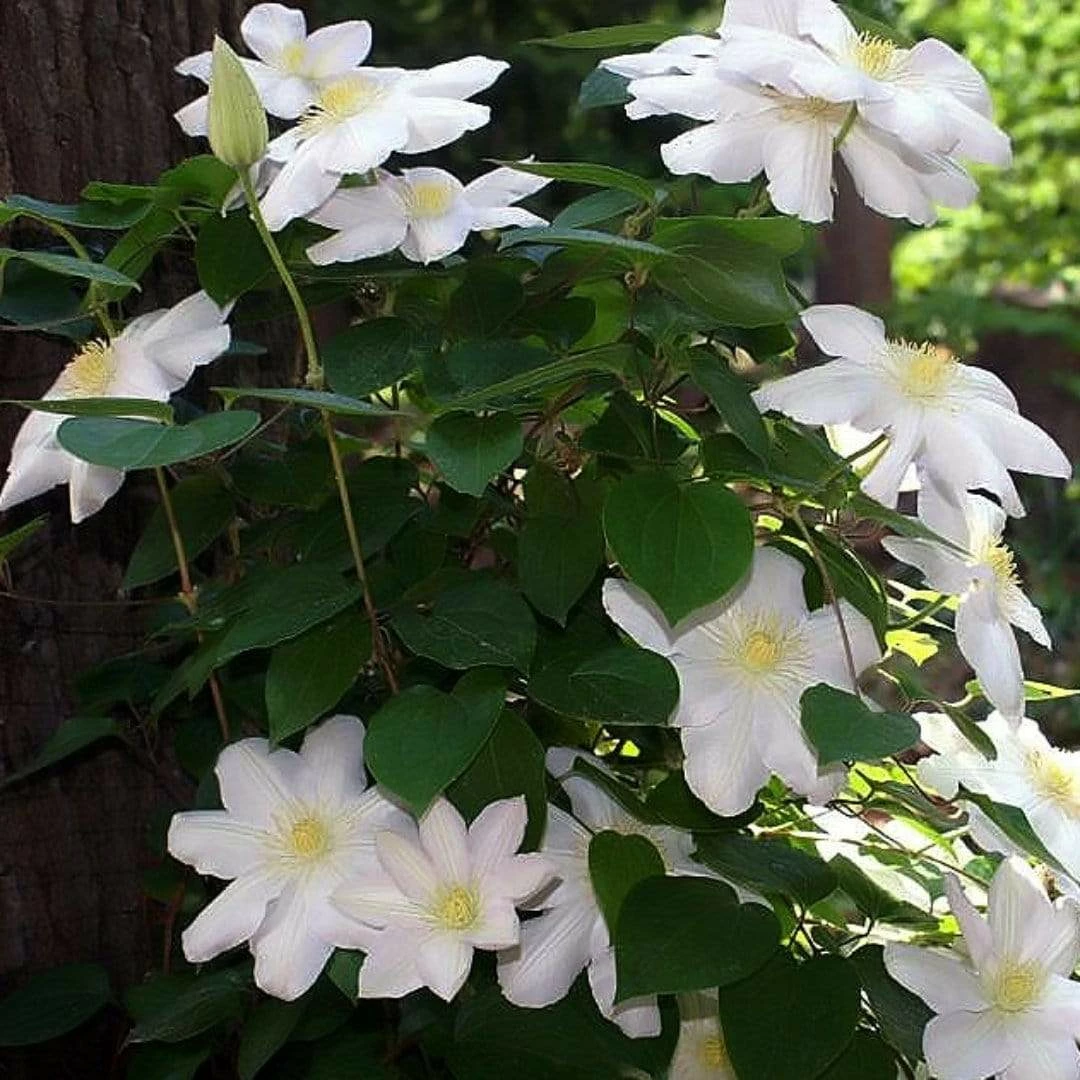 Roots Plants Clematis 'Marie Boisselot' | On A 90cm Cane In A 3L Pot 4 Roots Plants Clematis 'Marie Boisselot' | On A 90cm Cane In A 3L Pot