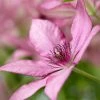 Roots Plants Clematis 'Giselle' | On A 90cm Cane In A 3L Pot