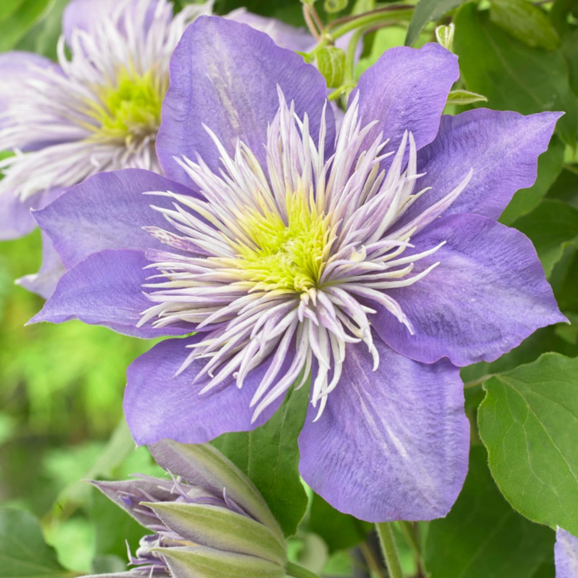 Roots Plants Clematis 'Crystal Fountain' | On A 90cm Cane In A 3L Pot 4 Roots Plants Clematis 'Crystal Fountain' | On A 90cm Cane In A 3L Pot