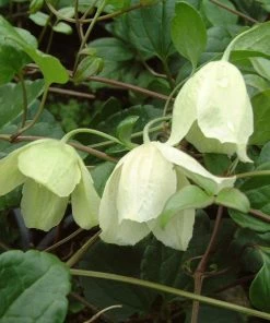 Roots Plants Clematis Cirrhosa 'Wisley Cream' | On A 90cm Cane In A 3L Pot