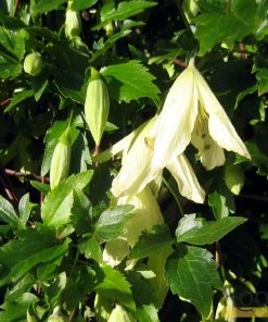 Roots Plants Clematis Cirrhosa 'Ourika Valley' | On A 90cm Cane In A 3L Pot