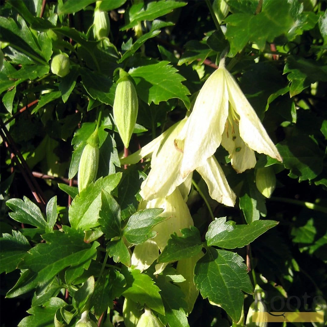 Roots Plants Clematis Cirrhosa 'Ourika Valley' | On A 90cm Cane In A 3L Pot 4 Roots Plants Clematis Cirrhosa 'Ourika Valley' | On A 90cm Cane In A 3L Pot