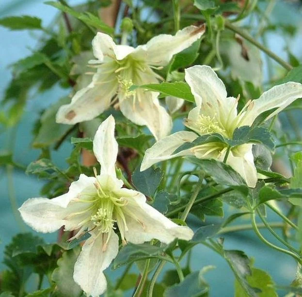 Roots Plants Clematis Cirrhosa 'Ourika Valley' | On A 90cm Cane In A 3L Pot 3 Roots Plants Clematis Cirrhosa 'Ourika Valley' | On A 90cm Cane In A 3L Pot