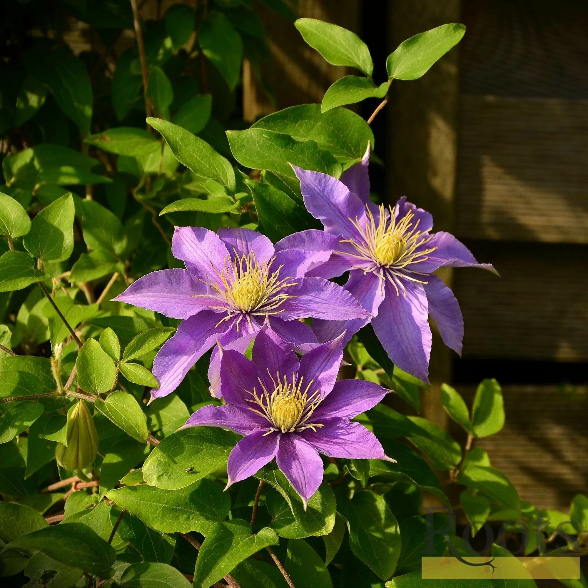 Roots Plants Clematis 'Bijou' | On A 90cm Cane In A 3L Pot 4 Roots Plants Clematis 'Bijou' | On A 90cm Cane In A 3L Pot