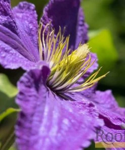 Roots Plants Clematis 'Bijou' | On A 90cm Cane In A 3L Pot 8 Roots Plants Clematis 'Bijou' | On A 90cm Cane In A 3L Pot
