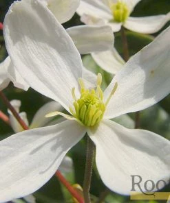 Roots Plants Clematis 'Armandii' | On A 90cm Cane In A 3L Pot
