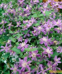 Roots Plants Clematis 'Arabella' | On A 90cm Cane In A 3L Pot 10 Roots Plants Clematis 'Arabella' | On A 90cm Cane In A 3L Pot