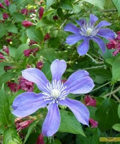 Roots Plants Clematis 'Arabella' | On A 90cm Cane In A 3L Pot 13 Roots Plants Clematis 'Arabella' | On A 90cm Cane In A 3L Pot