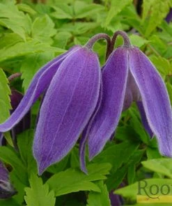 Roots Plants Clematis Alpina 'Cyanea' | On A 90cm Cane In A 3L Pot
