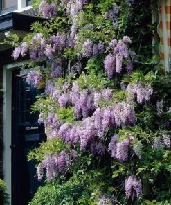 Roots Plants Wisteria Sinensis | Chinese Wisteria | On A 90cm Cane In A 3L Pot